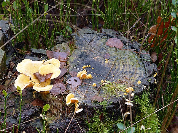 Foto:: Wanderung / Schneverdingen / 03.11.2017 (Foto,Fotos,Bilder,Bild,)