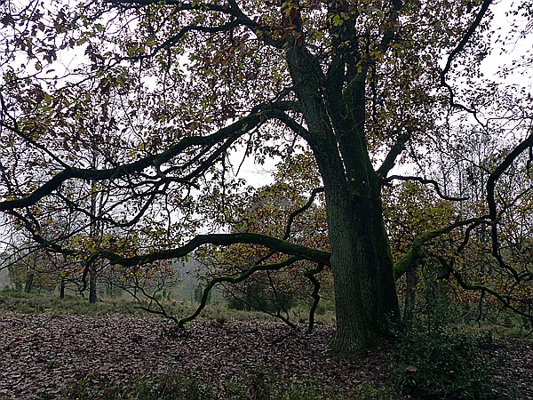Foto:: Wanderung / Schneverdingen / 03.11.2017 (Foto,Fotos,Bilder,Bild,)
