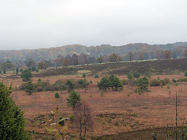 Foto:: Wanderung / Schneverdingen / 03.11.2017 (Foto,Fotos,Bilder,Bild,)