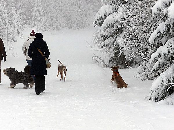 Foto:: Rundgang / Mitterfirmiansreut / 04.12.2017 (Foto,Fotos,Bilder,Bild,)