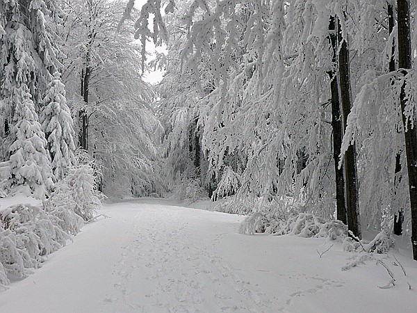 Foto:: Rundgang / Mitterfirmiansreut / 04.12.2017 (Foto,Fotos,Bilder,Bild,)