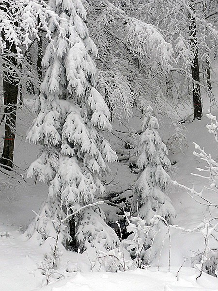 Foto:: Rundgang / Mitterfirmiansreut / 04.12.2017 (Foto,Fotos,Bilder,Bild,)