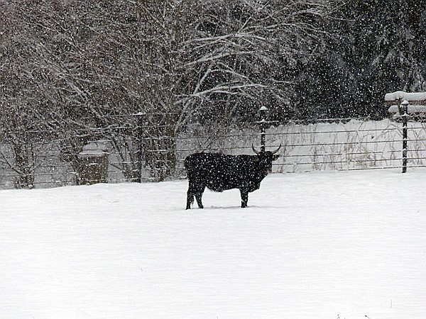 Foto:: Tierfreigehege Ludwigsthal / Lindberg / 05.12.2017 (Foto,Fotos,Bilder,Bild,)