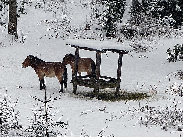 Foto:: Tierfreigehege Ludwigsthal / Lindberg / 05.12.2017 (Foto,Fotos,Bilder,Bild,)