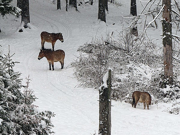 Foto:: Tierfreigehege Ludwigsthal / Lindberg / 05.12.2017 (Foto,Fotos,Bilder,Bild,)