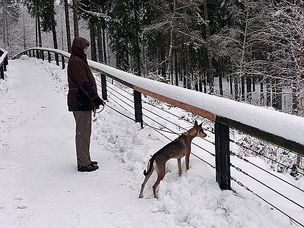 Foto:: Tierfreigehege Ludwigsthal / Lindberg / 05.12.2017 (Foto,Fotos,Bilder,Bild,)