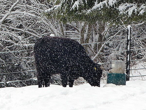 Foto:: Tierfreigehege Ludwigsthal / Lindberg / 05.12.2017 (Foto,Fotos,Bilder,Bild,)