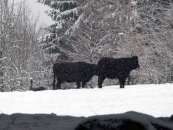 Foto:: Tierfreigehege Ludwigsthal / Lindberg / 05.12.2017 (Foto,Fotos,Bilder,Bild,)