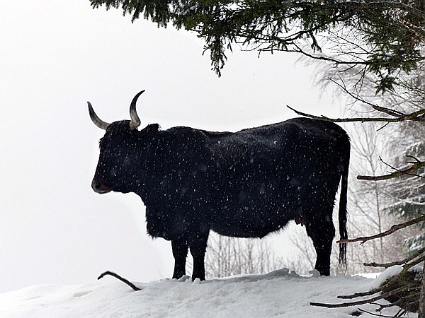 Foto:: Tierfreigehege Ludwigsthal / Lindberg / 05.12.2017 (Foto,Fotos,Bilder,Bild,)