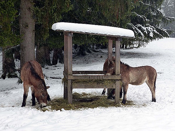 Foto:: Tierfreigehege Ludwigsthal / Lindberg / 05.12.2017 (Foto,Fotos,Bilder,Bild,)