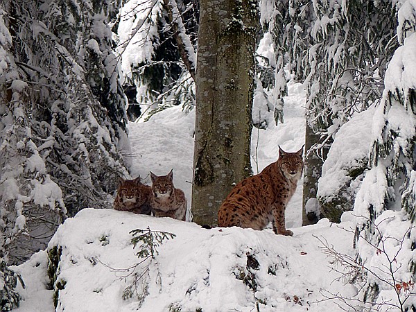 Foto:: Tierfreigehege Lusen / Neuschoenau / 06.12.2017 (Foto,Fotos,Bilder,Bild,)