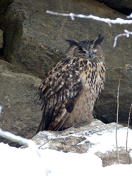 Foto:: Tierfreigehege Lusen / Neuschoenau / 06.12.2017 (Foto,Fotos,Bilder,Bild,)