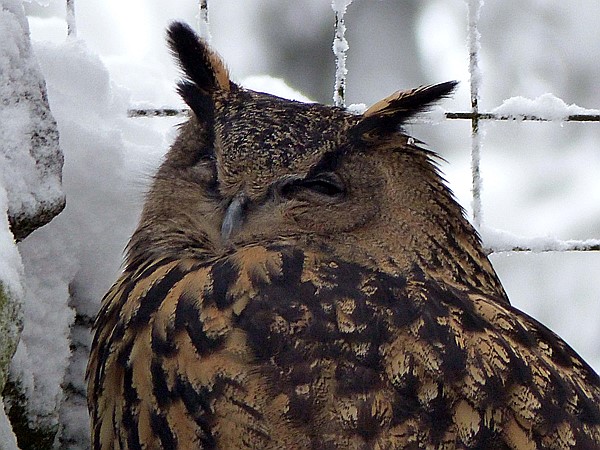 Foto:: Tierfreigehege Lusen / Neuschoenau / 06.12.2017 (Foto,Fotos,Bilder,Bild,)