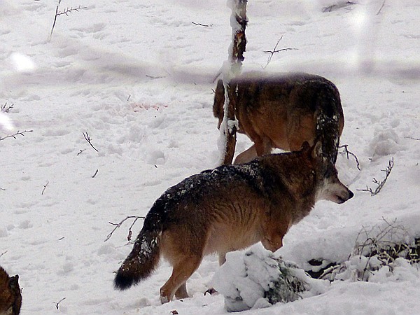 Foto:: Tierfreigehege Lusen / Neuschoenau / 06.12.2017 (Foto,Fotos,Bilder,Bild,)