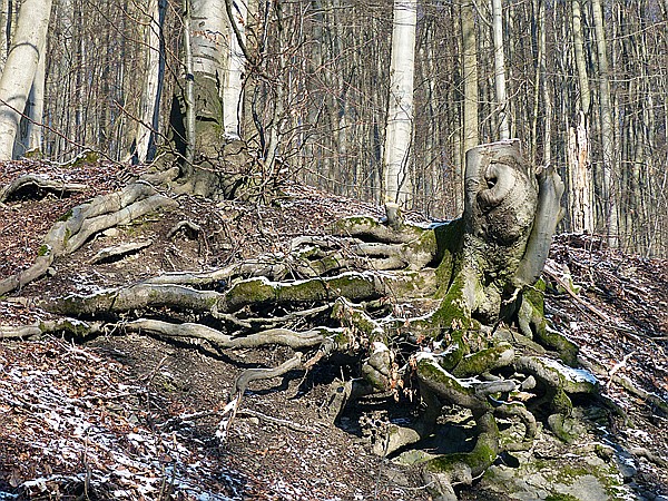 Foto:: Wanderung / Stolberg / 06.02.2018 (Foto,Fotos,Bilder,Bild,)