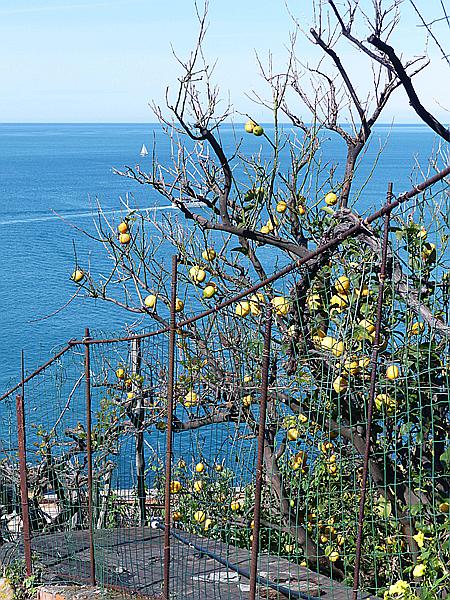 Foto:: Rundgang / Riomaggiore / 14.04.2018 (Foto,Fotos,Bilder,Bild,)