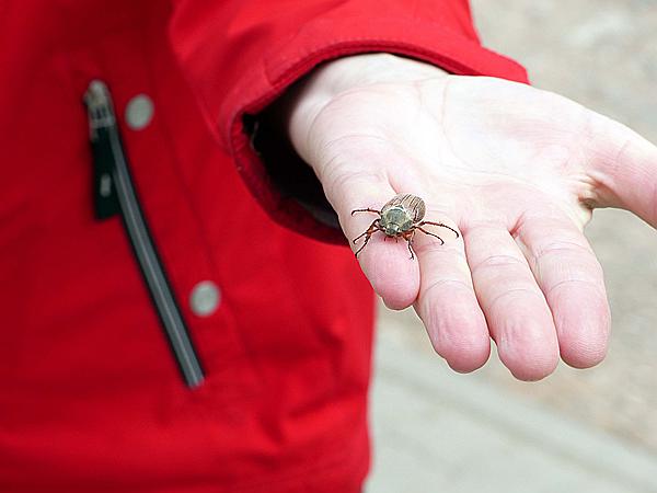 Foto:: Altschlosspfad / Eppenbrunn / 03.05.2018 (Foto,Fotos,Bilder,Bild,)