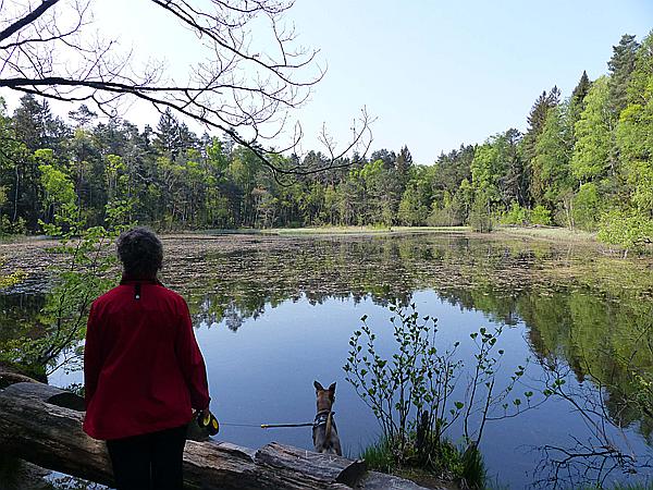 Foto:: Rumberg Steig / Ludwigswinkel / 04.05.2018 (Foto,Fotos,Bilder,Bild,)