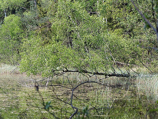 Foto:: Rumberg Steig / Ludwigswinkel / 04.05.2018 (Foto,Fotos,Bilder,Bild,)