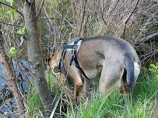 Foto:: Rumberg Steig / Ludwigswinkel / 04.05.2018 (Foto,Fotos,Bilder,Bild,)