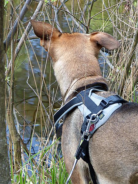 Foto:: Rumberg Steig / Ludwigswinkel / 04.05.2018 (Foto,Fotos,Bilder,Bild,)