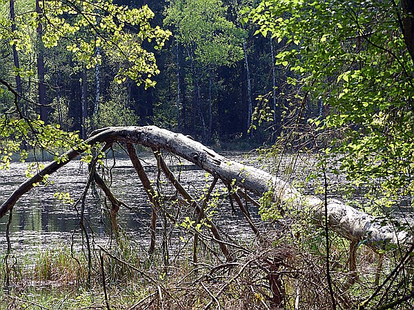 Foto:: Rumberg Steig / Ludwigswinkel / 04.05.2018 (Foto,Fotos,Bilder,Bild,)