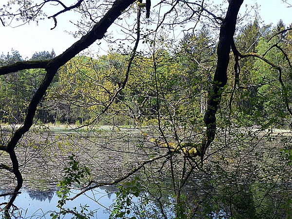 Foto:: Rumberg Steig / Ludwigswinkel / 04.05.2018 (Foto,Fotos,Bilder,Bild,)