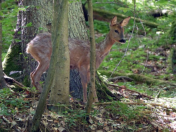 Foto:: Hexenklamm (Foto,Fotos,Bilder,Bild,)