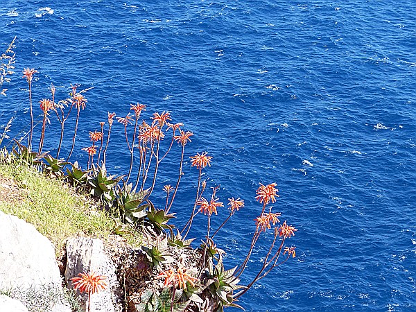 Foto:: Wanderung / Port de Soller / 14.05.2018 (Foto,Fotos,Bilder,Bild,)