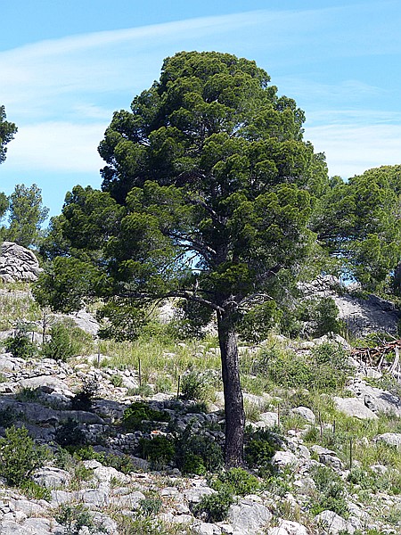 Foto:: Wanderung / Port de Soller / 14.05.2018 (Foto,Fotos,Bilder,Bild,)