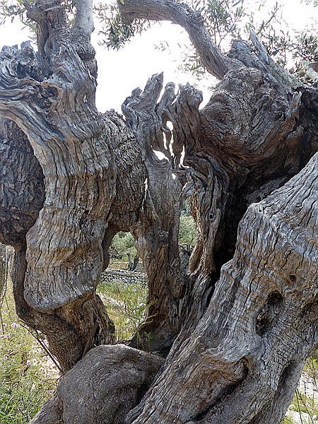 Foto:: Wanderung / Port de Soller / 14.05.2018 (Foto,Fotos,Bilder,Bild,)