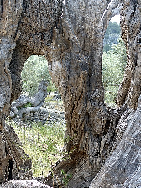 Foto:: Wanderung / Port de Soller / 14.05.2018 (Foto,Fotos,Bilder,Bild,)