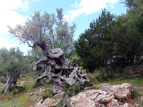Foto:: Wanderung / Port de Soller / 14.05.2018 (Foto,Fotos,Bilder,Bild,)