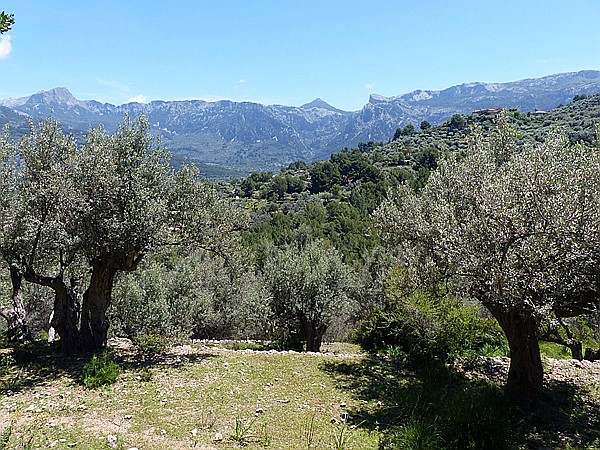 Foto:: Wanderung / Deia - Port de Soller / 15.05.2018 (Foto,Fotos,Bilder,Bild,)