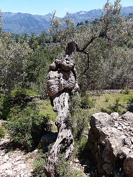 Foto:: Wanderung / Deia - Port de Soller / 15.05.2018 (Foto,Fotos,Bilder,Bild,)