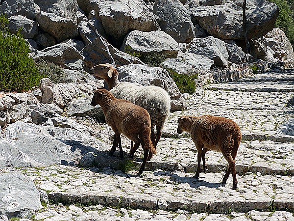 Foto:: Wanderung / Cuber Stausee - Port de Soller / 17.05.2018 (Foto,Fotos,Bilder,Bild,)