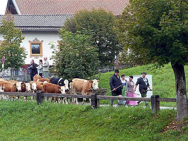 Foto:: Almabtrieb / Kruen / 15.09.2018 (Foto,Fotos,Bilder,Bild,)