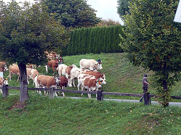 Foto:: Almabtrieb / Kruen / 15.09.2018 (Foto,Fotos,Bilder,Bild,)