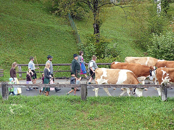 Foto:: Almabtrieb / Kruen / 15.09.2018 (Foto,Fotos,Bilder,Bild,)