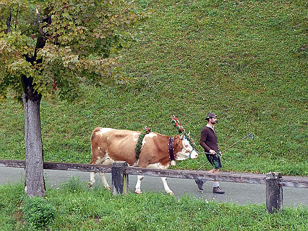 Foto:: Almabtrieb / Kruen / 15.09.2018 (Foto,Fotos,Bilder,Bild,)