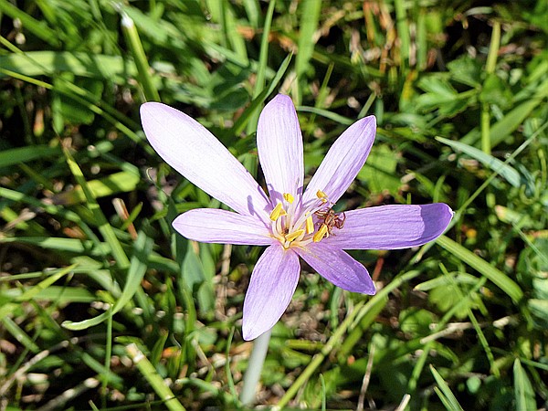 Foto:: Wanderung / Schmalensee - Buckelwiesen - Kruen / 17.09.2018 (Foto,Fotos,Bilder,Bild,)