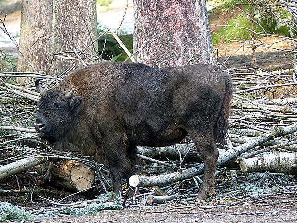 Foto:: Tierfreigehege Lusen / Neuschoenau / 05.12.2018 (Foto,Fotos,Bilder,Bild,)