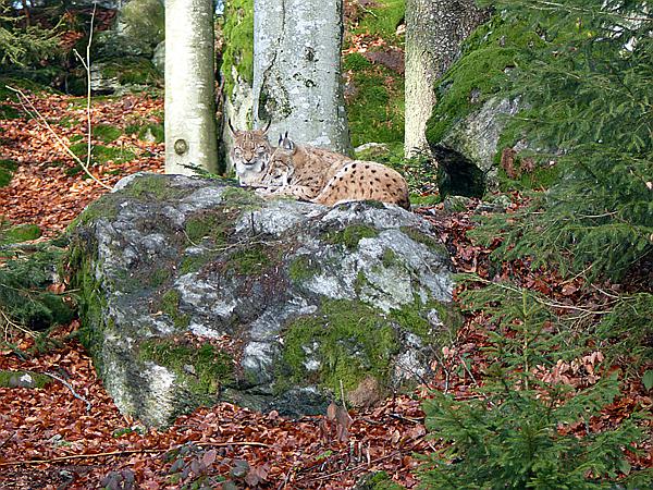 Foto:: Tierfreigehege Lusen / Neuschoenau / 05.12.2018 (Foto,Fotos,Bilder,Bild,)