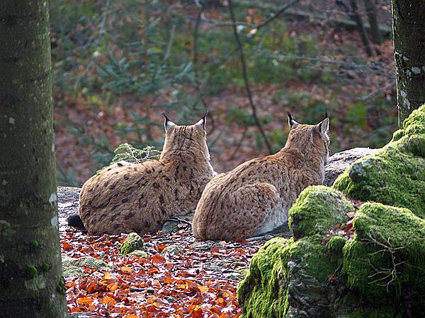 Foto:: Tierfreigehege Lusen / Neuschoenau / 05.12.2018 (Foto,Fotos,Bilder,Bild,)