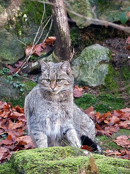 Foto:: Tierfreigehege Lusen / Neuschoenau / 05.12.2018 (Foto,Fotos,Bilder,Bild,)