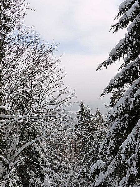 Foto:: Schneewanderung / Neustadt am Rennsteig / 05.02.2019 (Foto,Fotos,Bilder,Bild,)