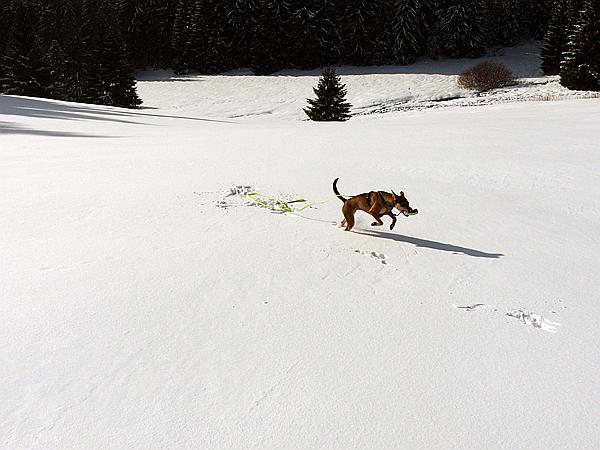 Foto:: Schneewanderung / Neustadt am Rennsteig / 06.02.2019 (Foto,Fotos,Bilder,Bild,)