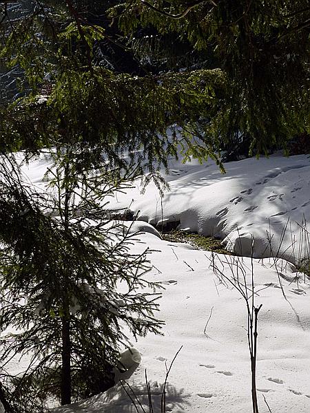 Foto:: Schneewanderung / Neustadt am Rennsteig / 06.02.2019 (Foto,Fotos,Bilder,Bild,)