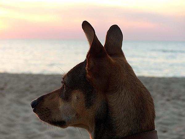 Foto:: Abendlicht / Pobierowo / 02.06.2019 (Foto,Fotos,Bilder,Bild,)