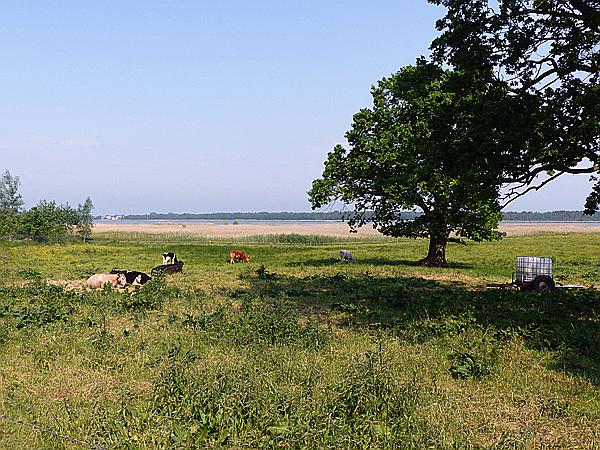 Foto:: Wanderung / Niechorze / 04.06.2019 (Foto,Fotos,Bilder,Bild,)